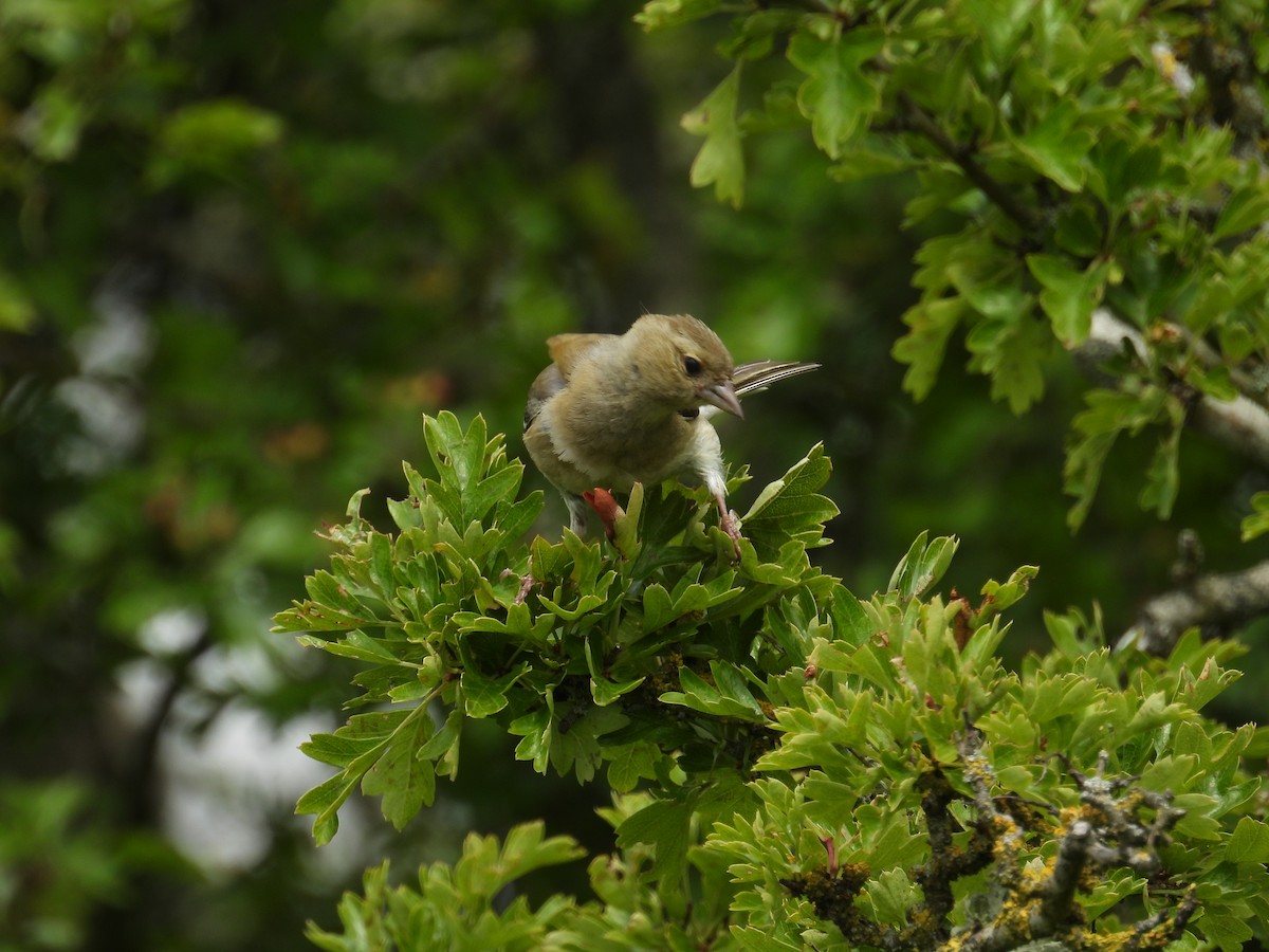 European Greenfinch - ML620708635