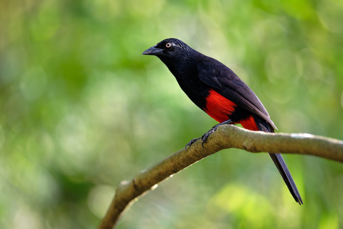 Red-bellied Grackle - ML620708636