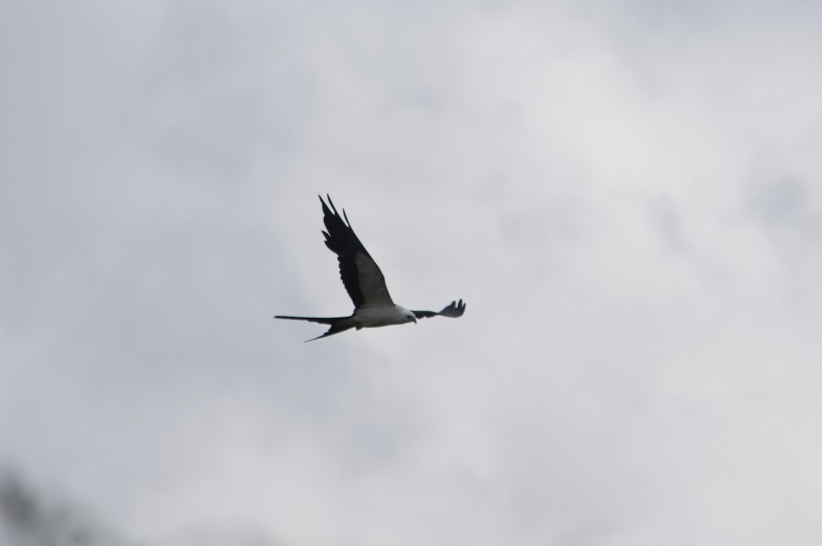 Swallow-tailed Kite - ML620708638