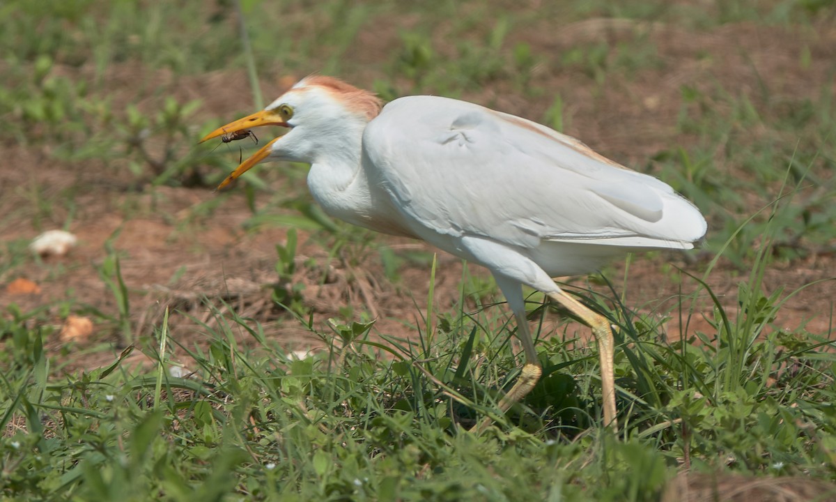 Western Cattle Egret - ML620708643