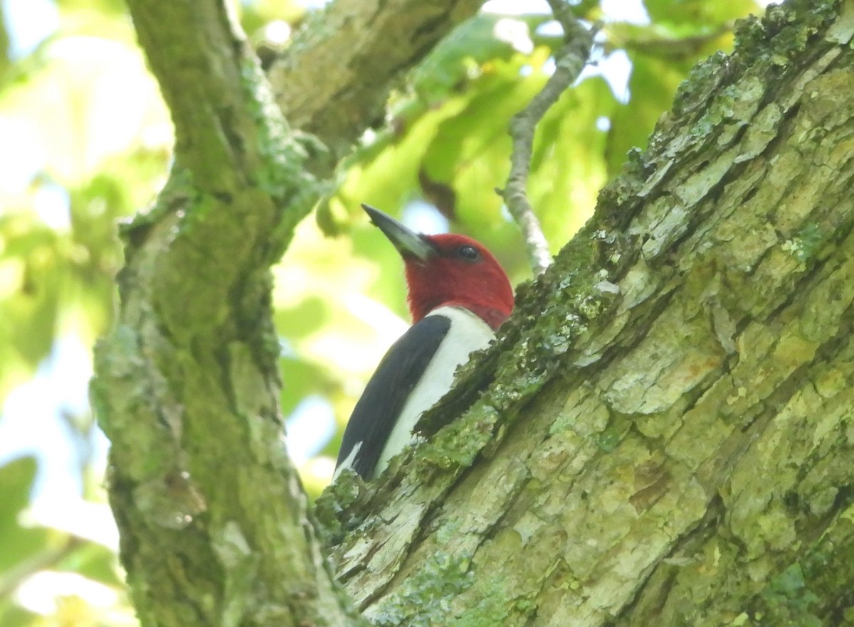 Pic à tête rouge - ML620708646