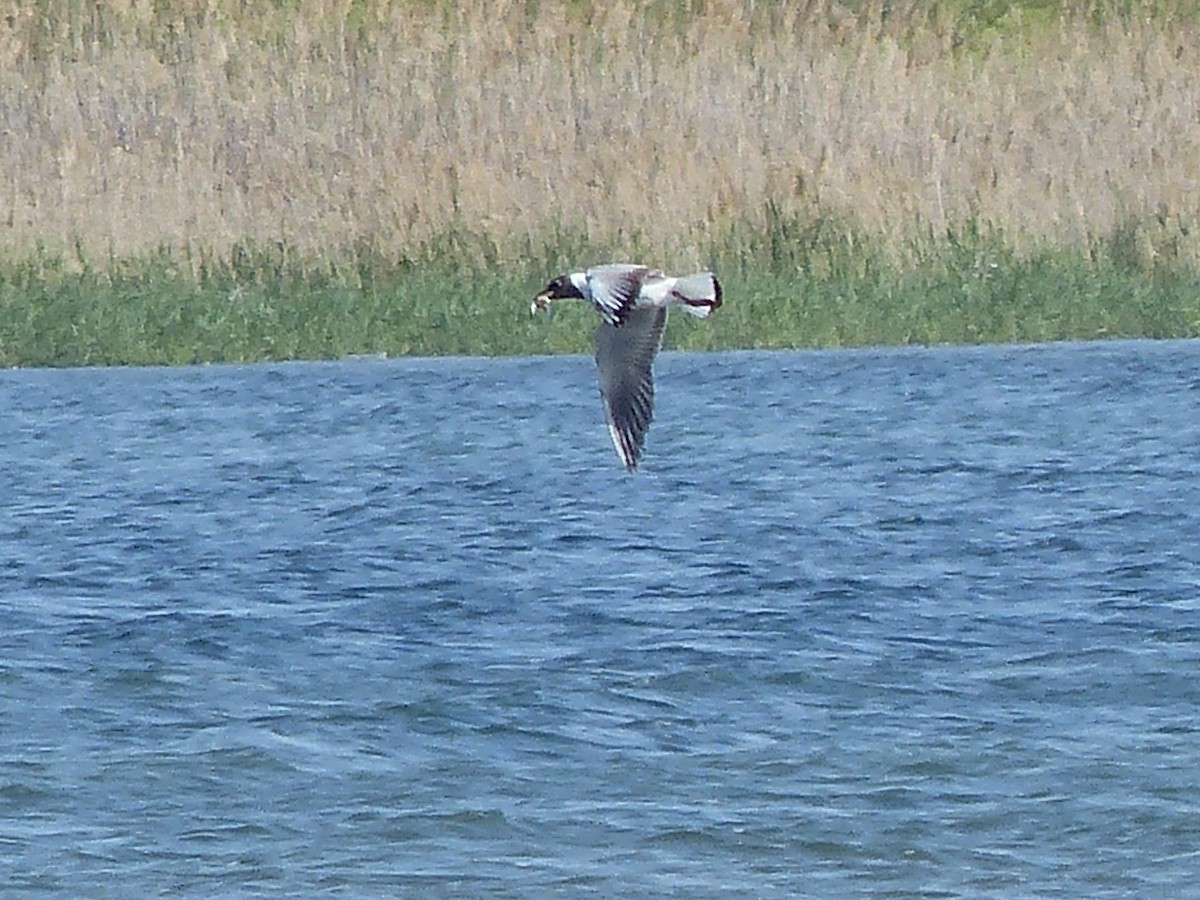 Mouette rieuse - ML620708650