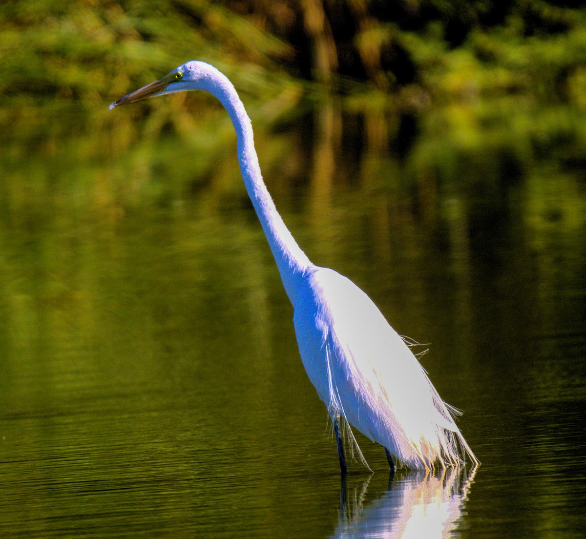 Great Egret - ML620708655