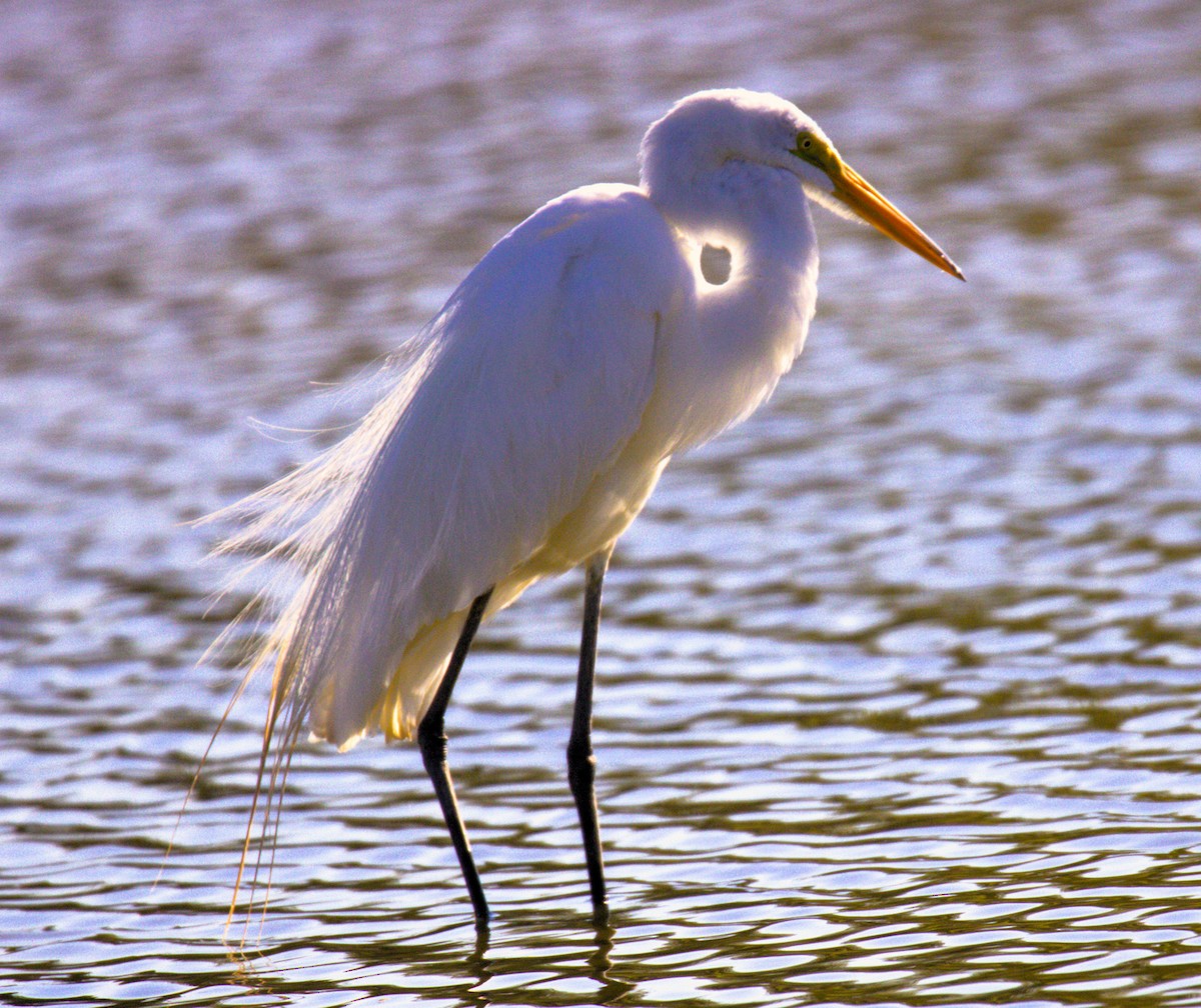 Great Egret - ML620708656