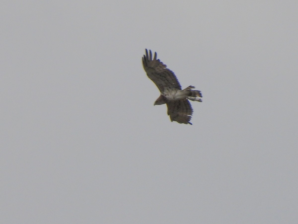 Short-toed Snake-Eagle - ML620708659