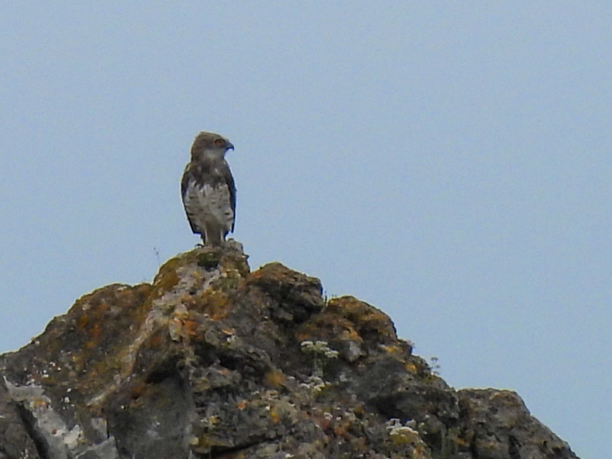 Short-toed Snake-Eagle - ML620708660