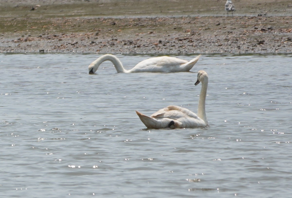 Cygne tuberculé - ML620708662