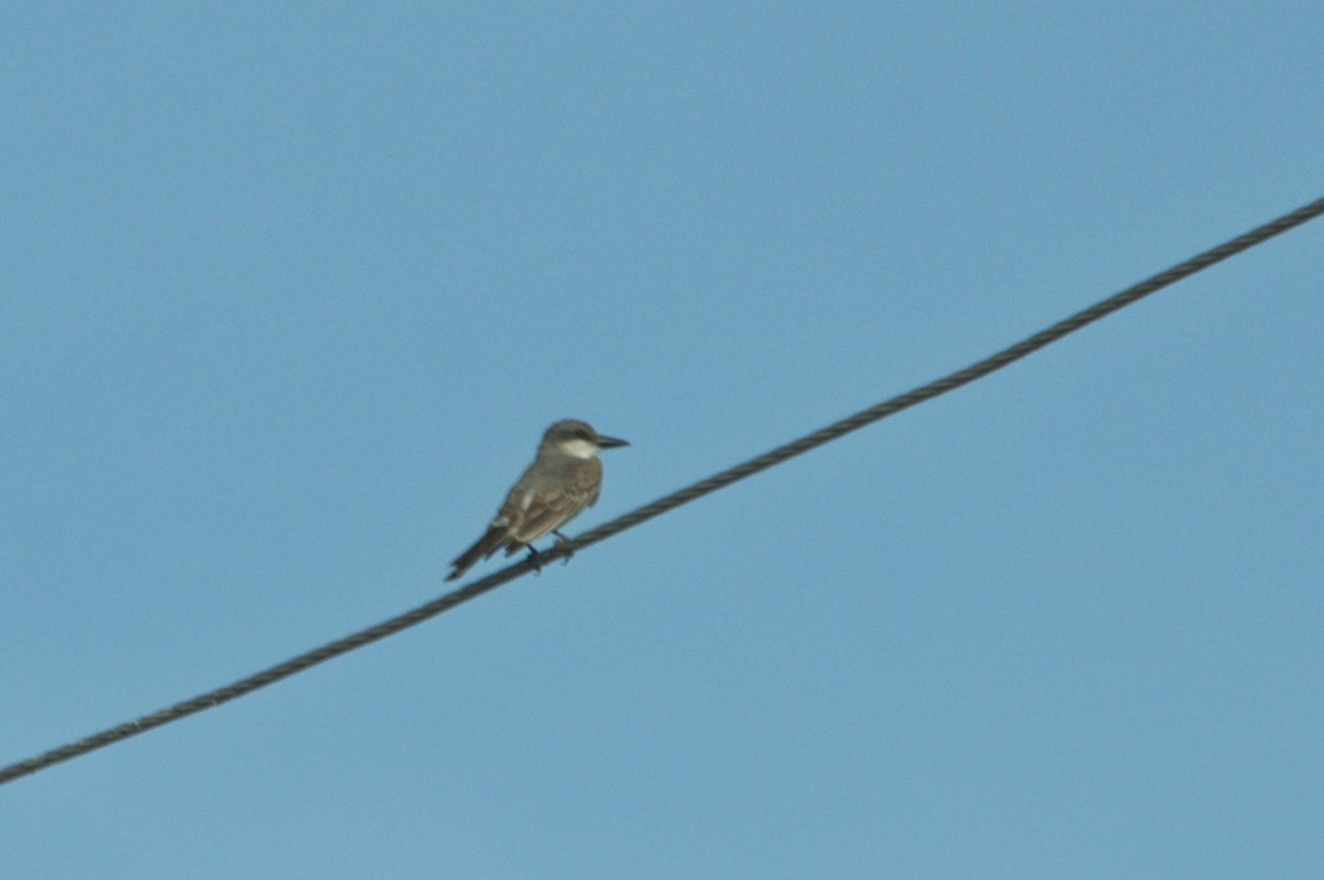 Gray Kingbird - ML620708664