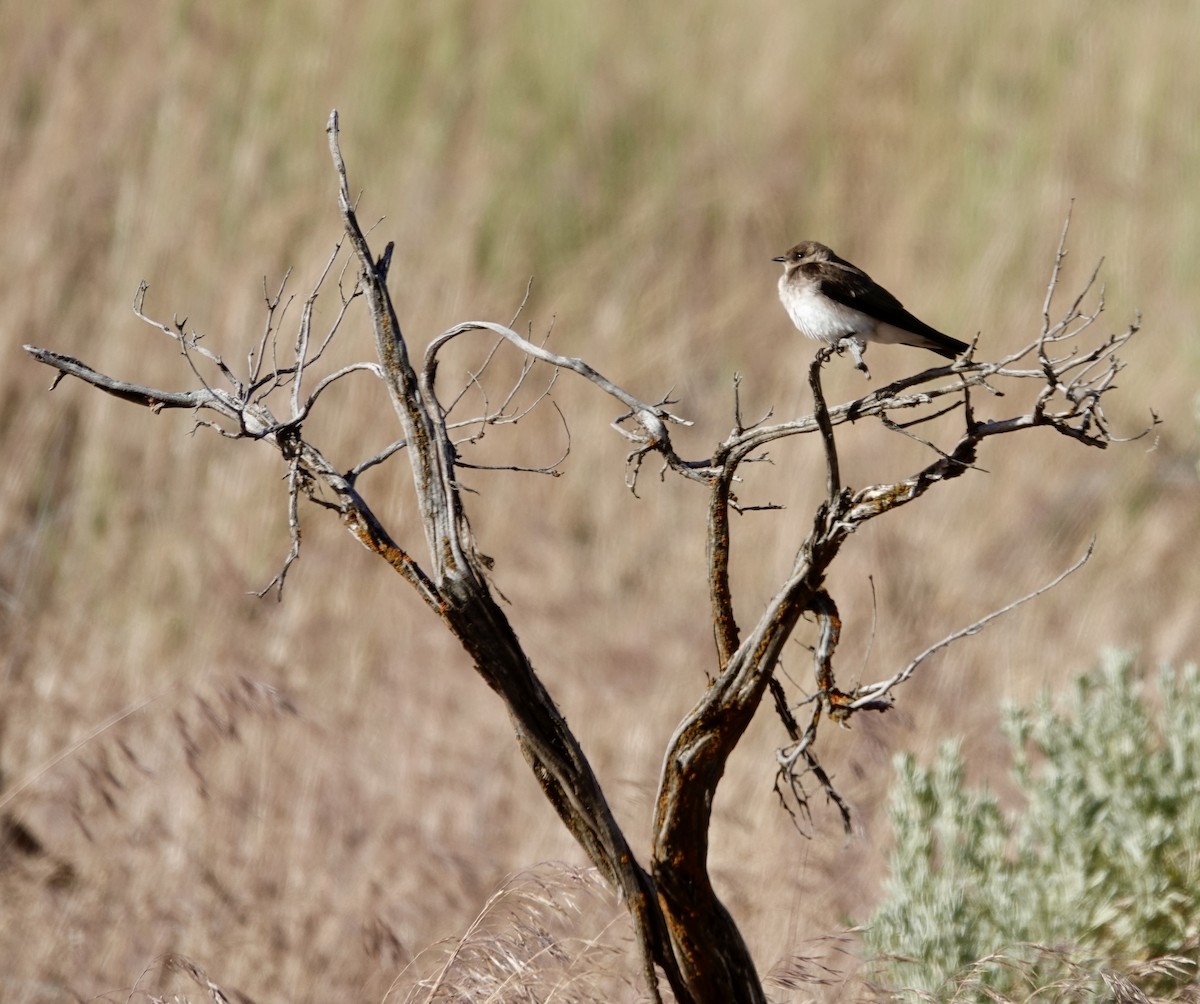 Northern Rough-winged Swallow - ML620708666