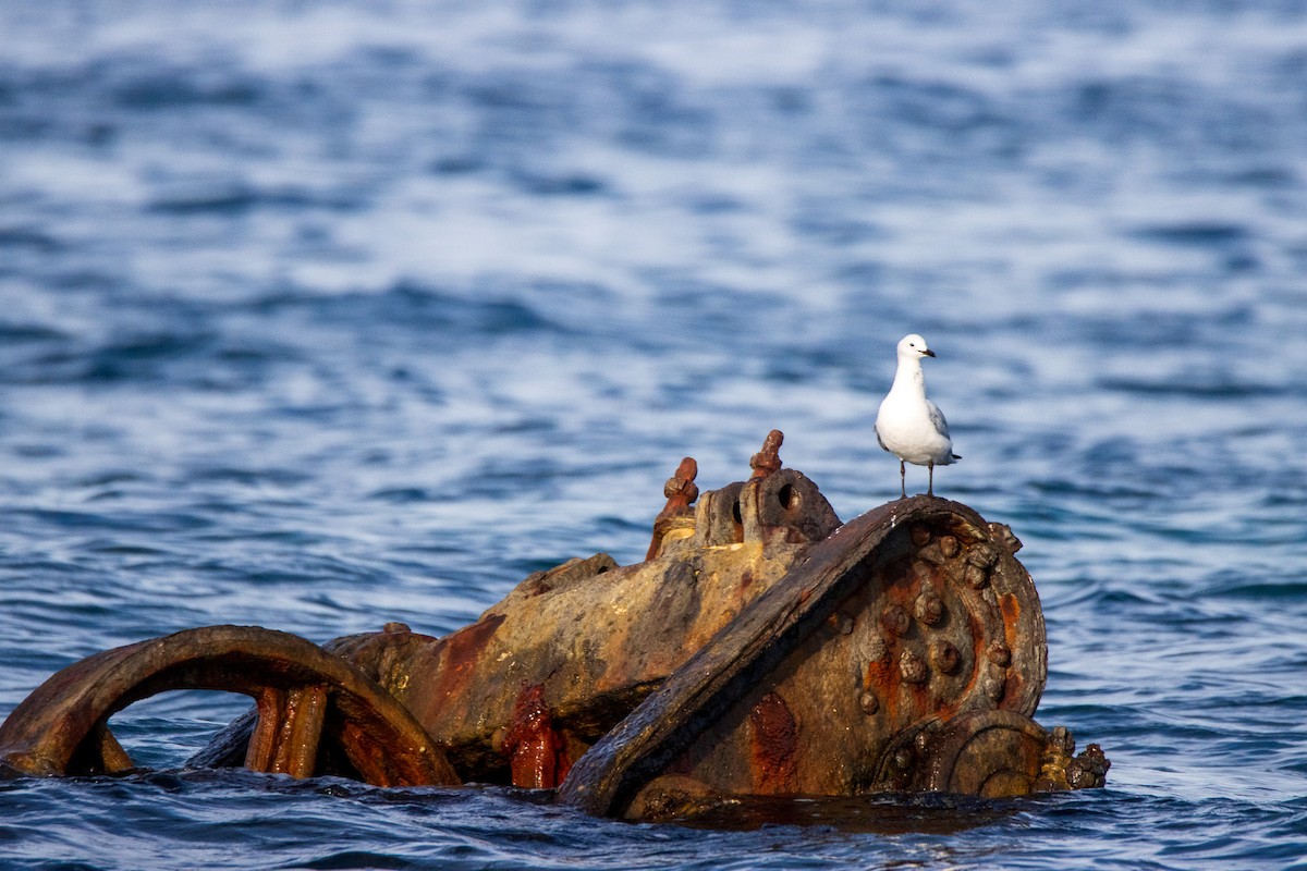 Silver Gull - Torsten Heikaus