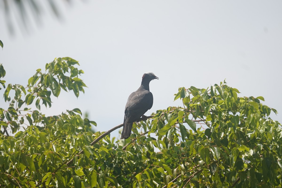 White-crowned Pigeon - ML620708672