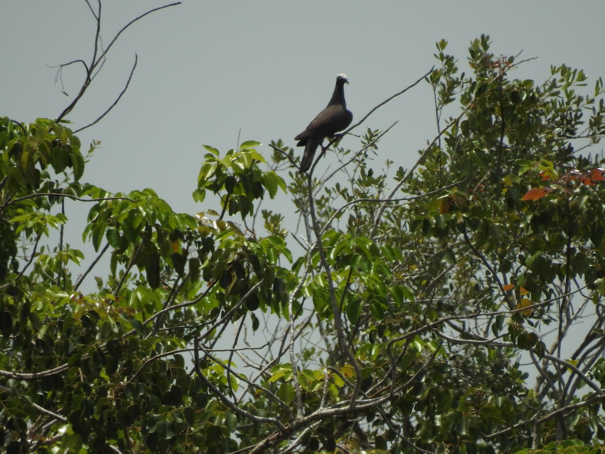 White-crowned Pigeon - ML620708685