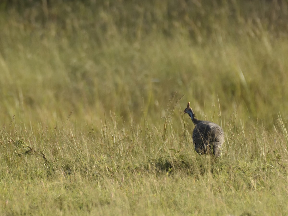 Helmeted Guineafowl - ML620708687