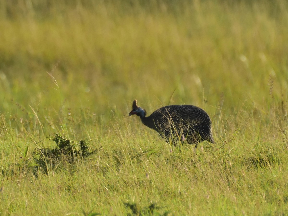 Helmeted Guineafowl - ML620708688