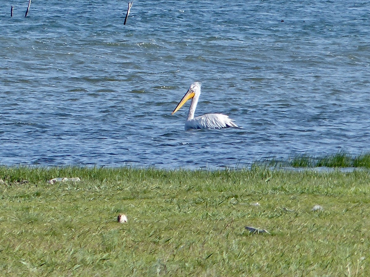 Great White Pelican - ML620708689