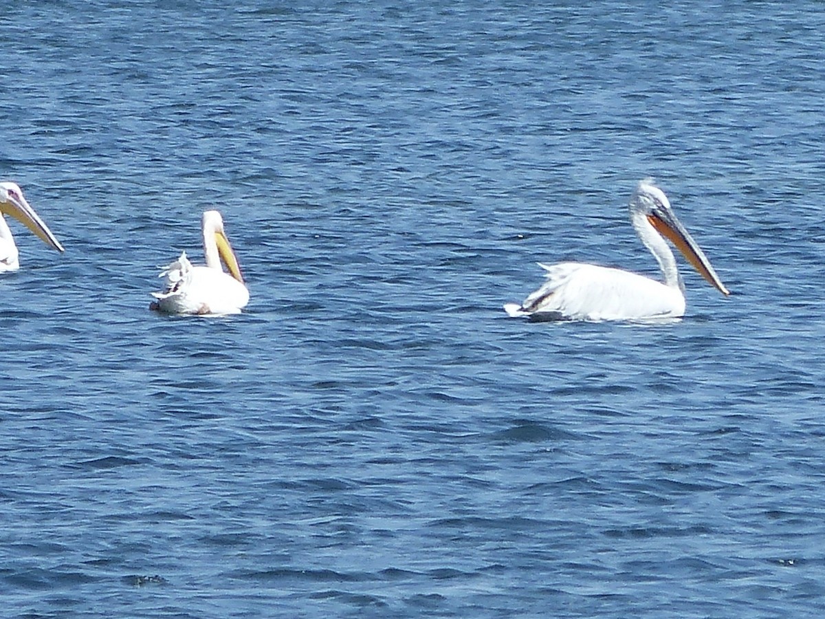 Great White Pelican - ML620708690