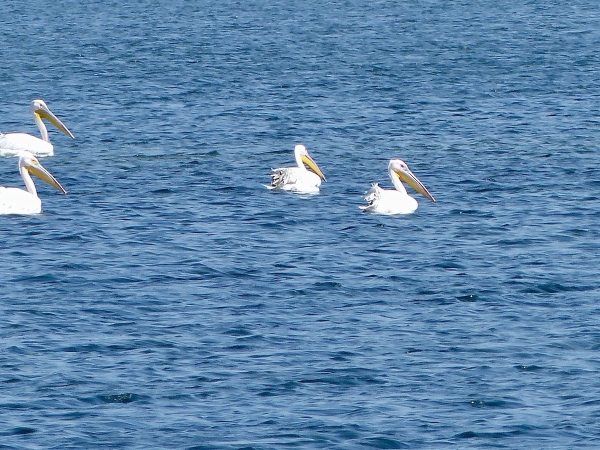 Great White Pelican - ML620708691