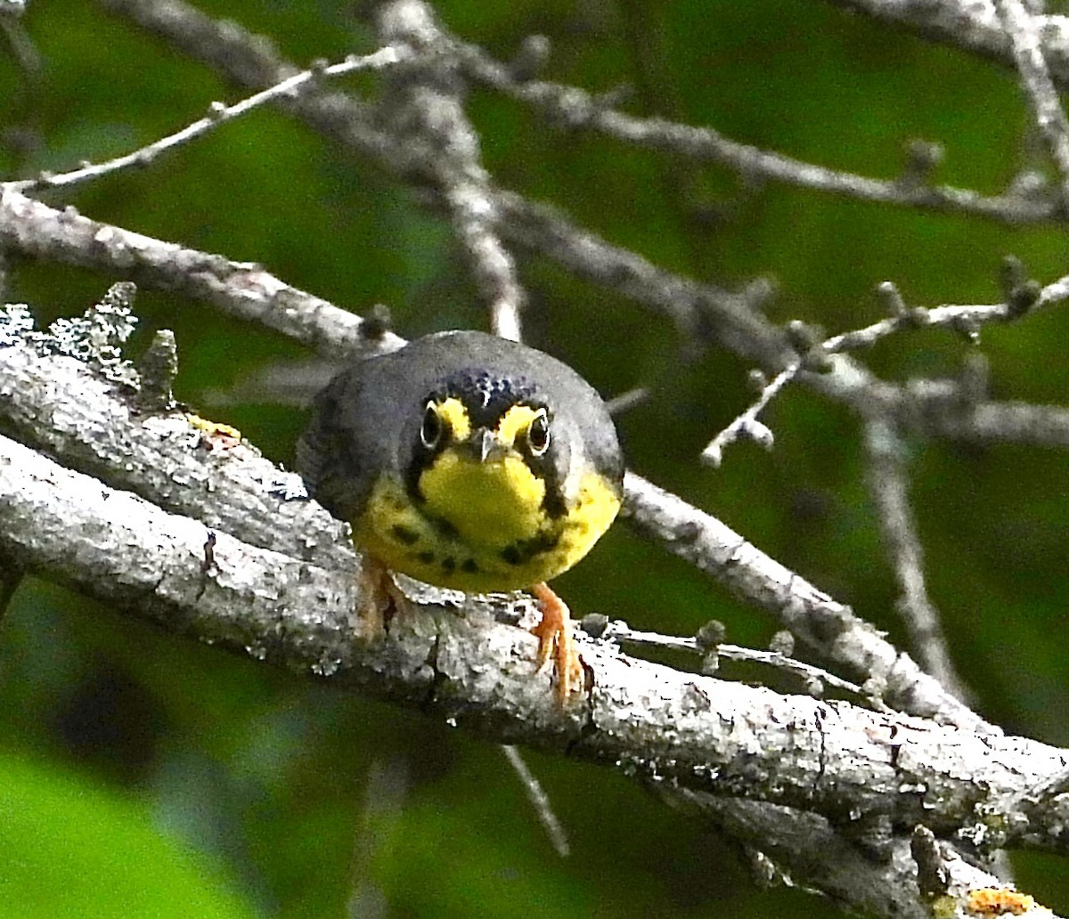 Canada Warbler - ML620708699