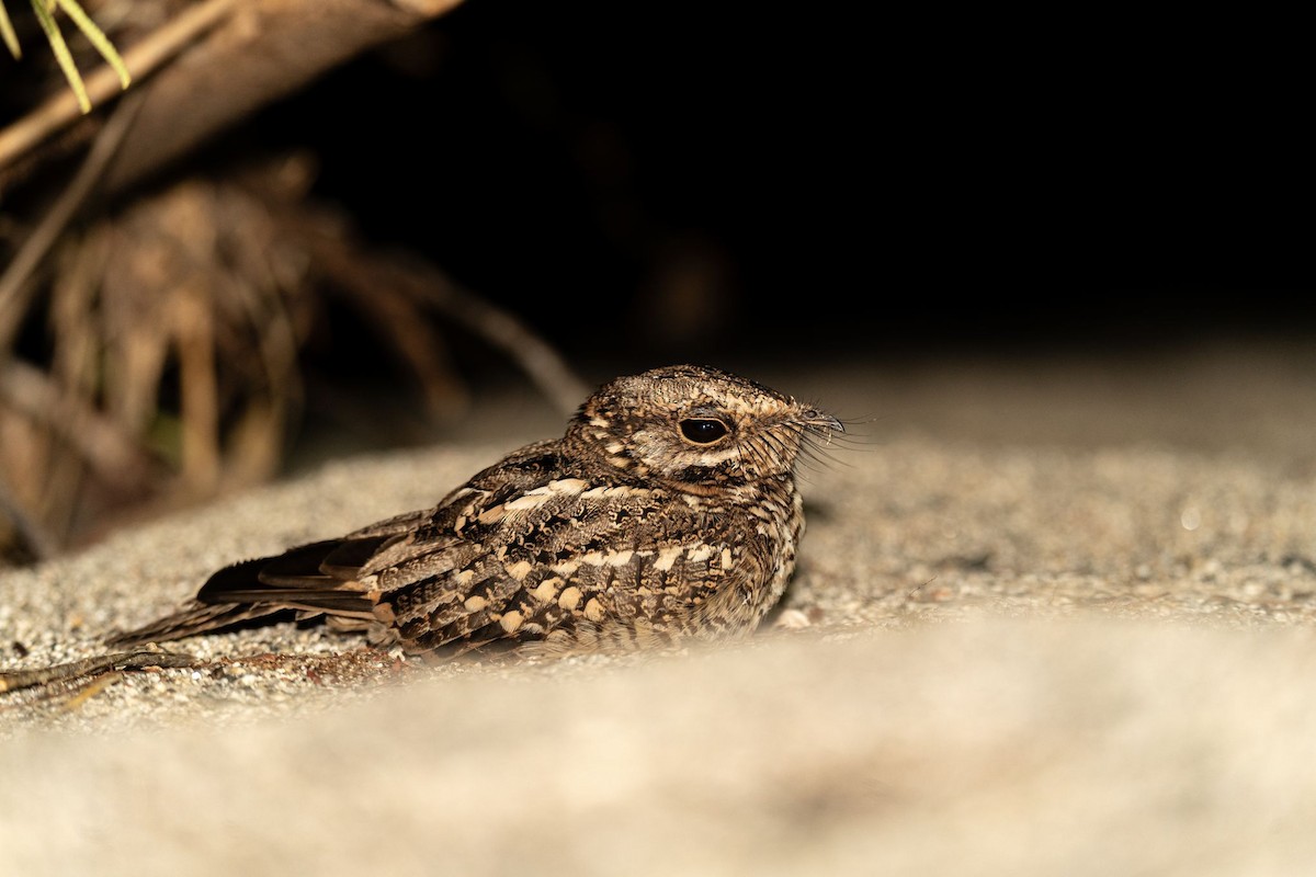 White-tailed Nightjar - ML620708700