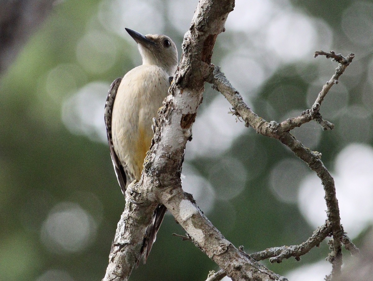 Golden-fronted Woodpecker - Rhonda Desormeaux