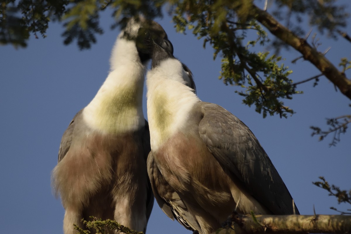 Bare-faced Go-away-bird - ML620708704