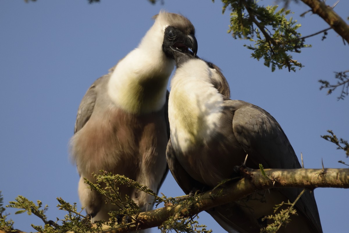 Bare-faced Go-away-bird - ML620708705