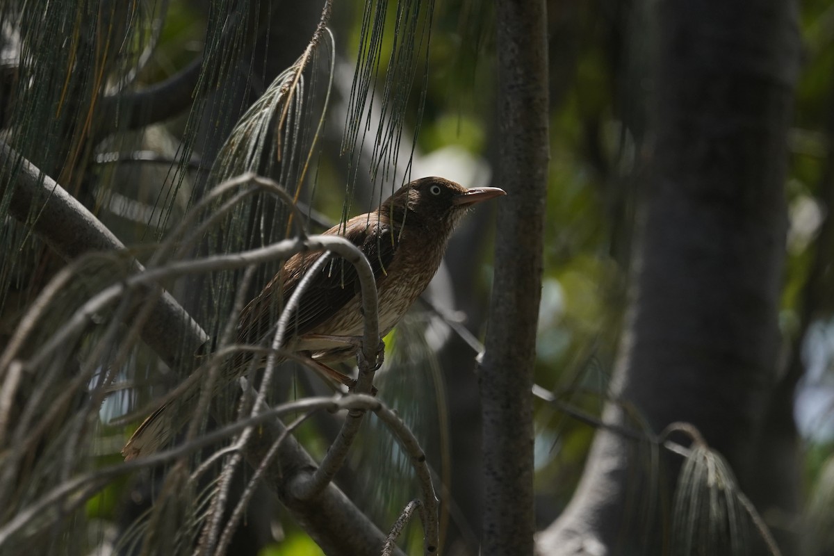 Pearly-eyed Thrasher - ML620708706