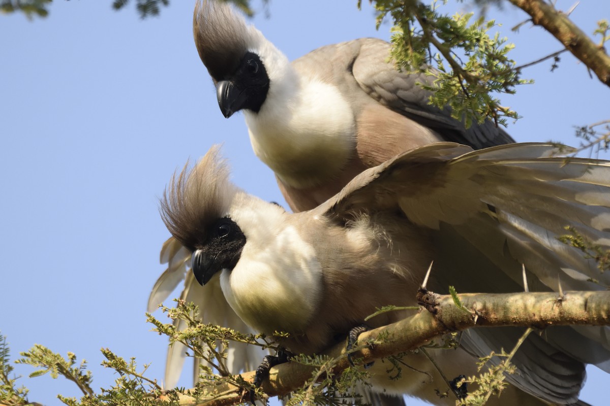 Bare-faced Go-away-bird - ML620708707