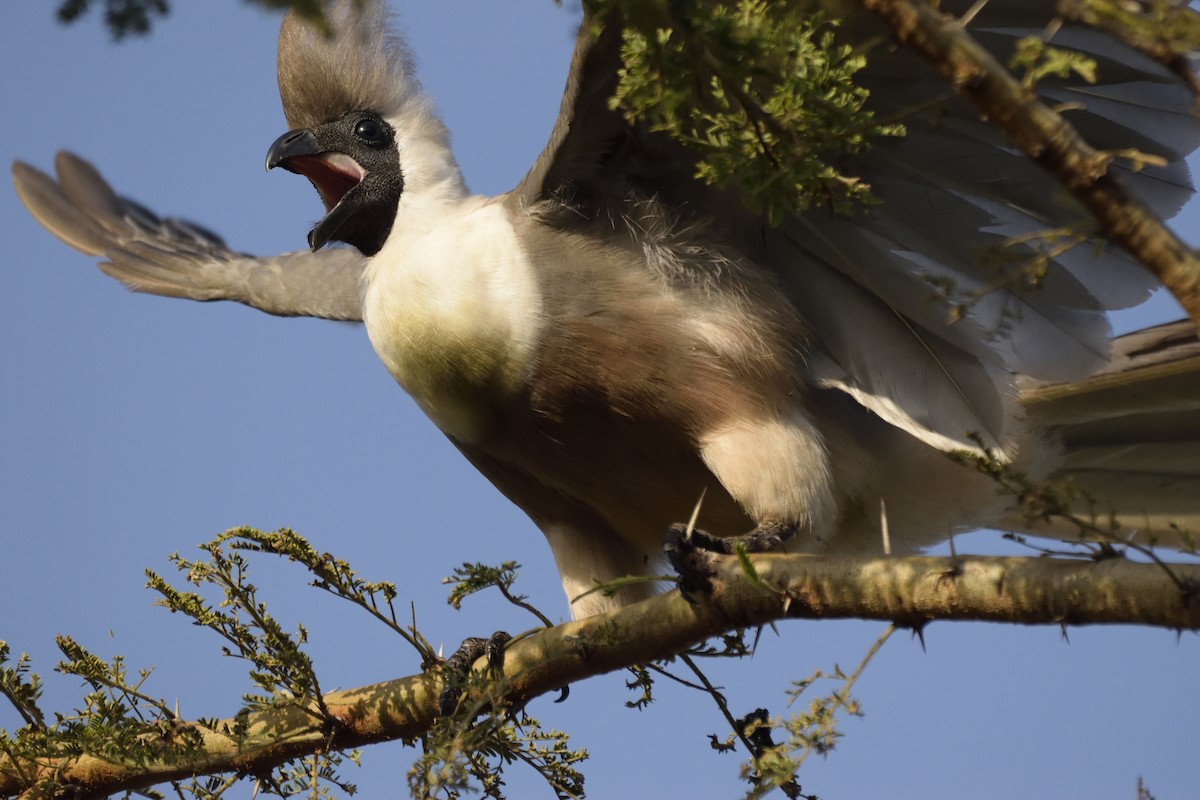 Bare-faced Go-away-bird - ML620708710