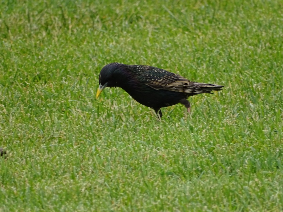 European Starling - ML620708711