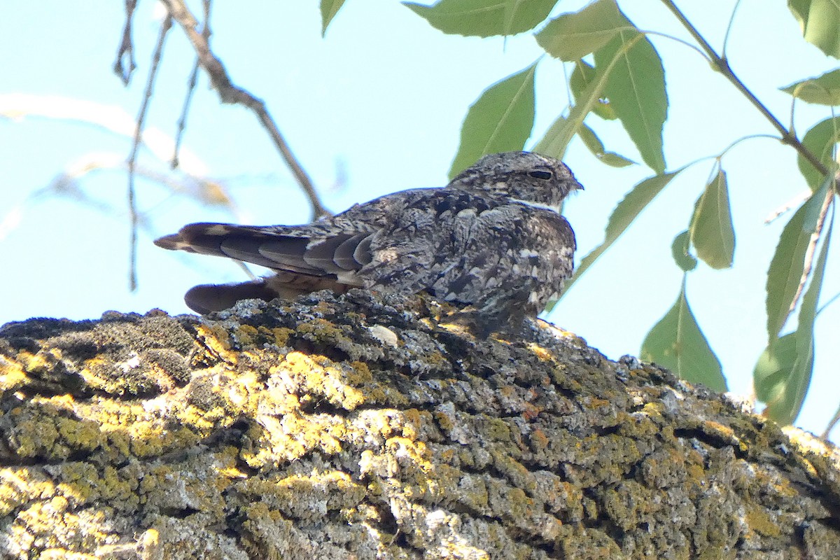 Lesser Nighthawk - ML620708715