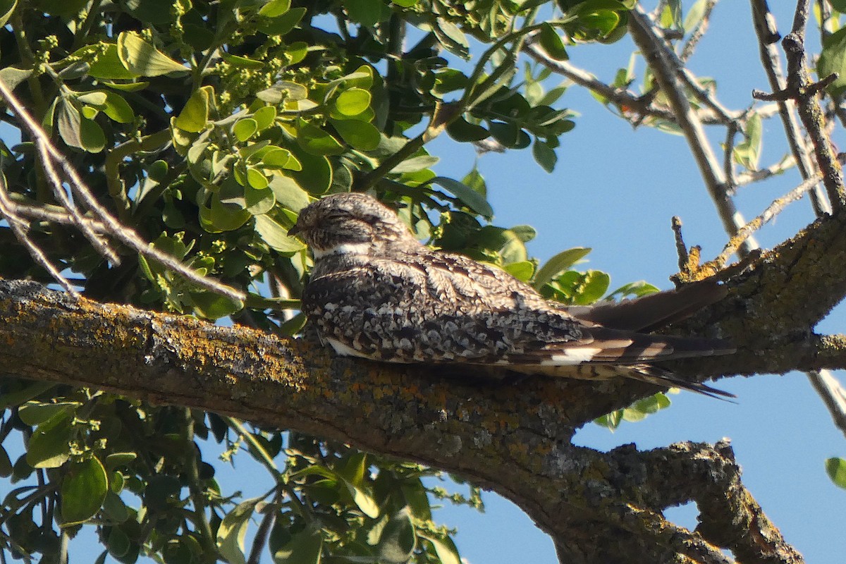 Lesser Nighthawk - ML620708716