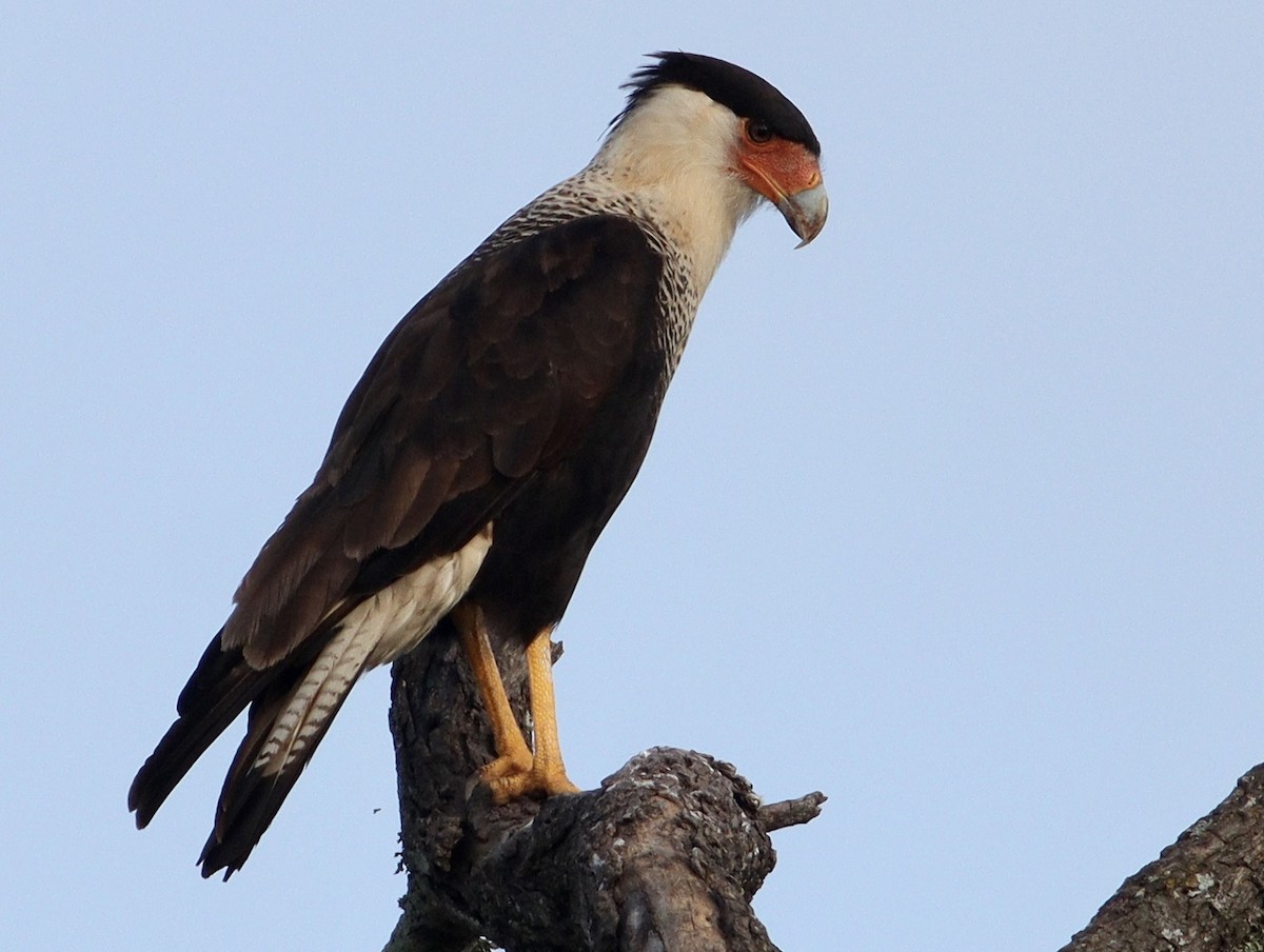 Caracara Carancho - ML620708720