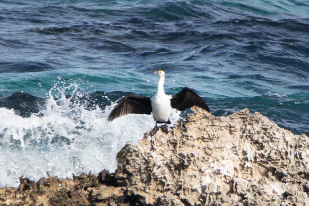 Cormorán Pío - ML620708726