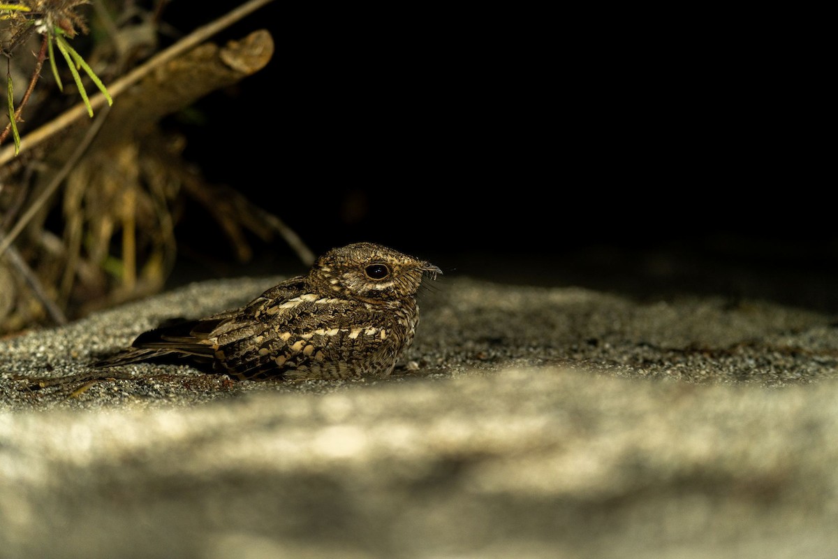 White-tailed Nightjar - ML620708728