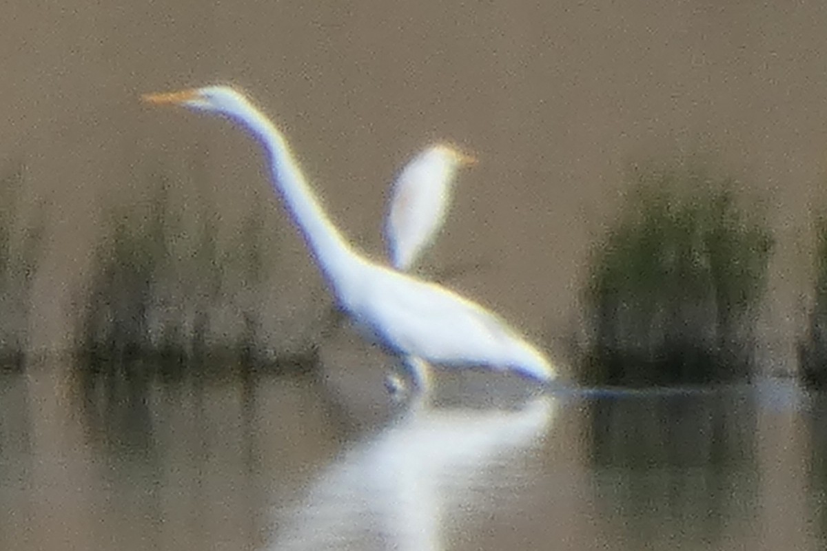 Western Cattle Egret - ML620708729