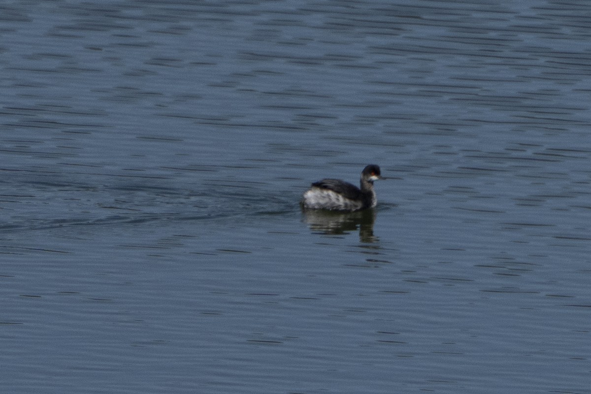 Eared Grebe - ML620708731