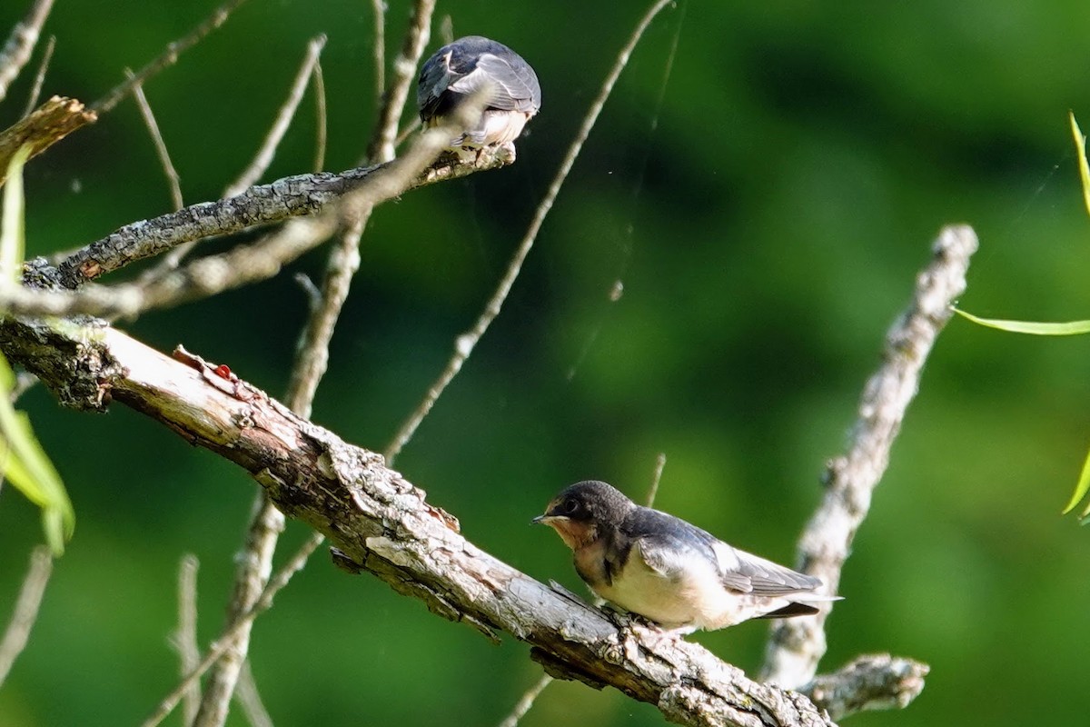 Barn Swallow - ML620708732