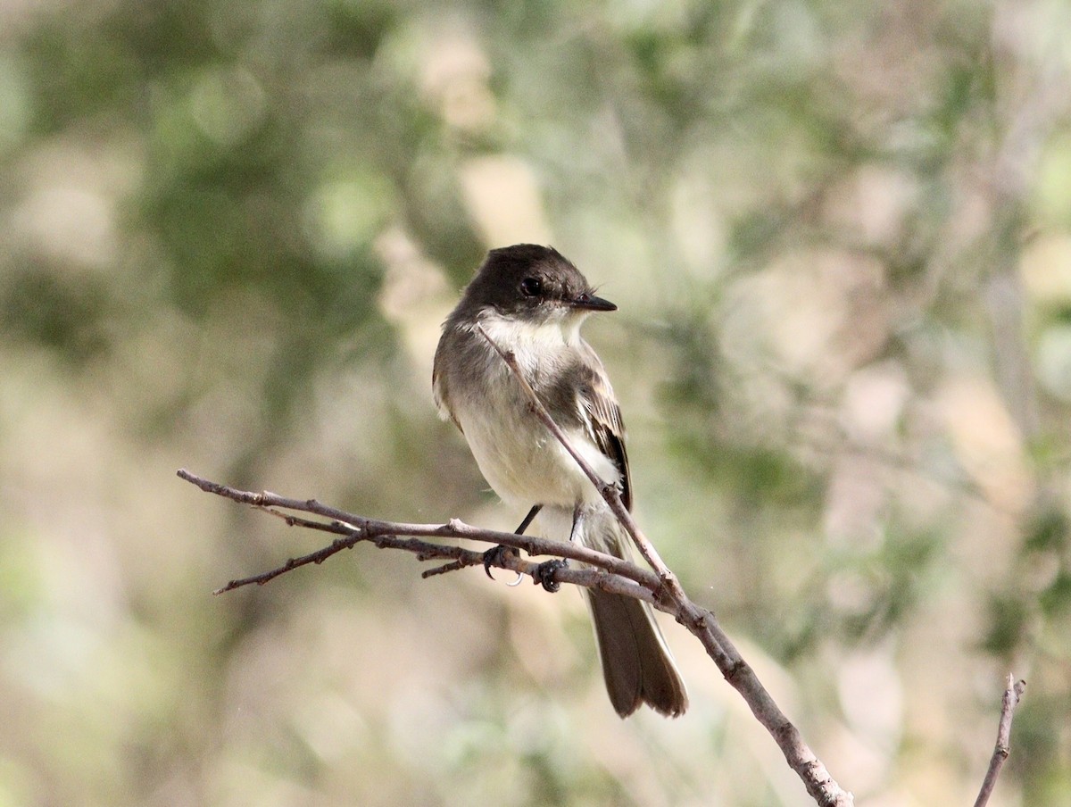 Eastern Phoebe - ML620708733