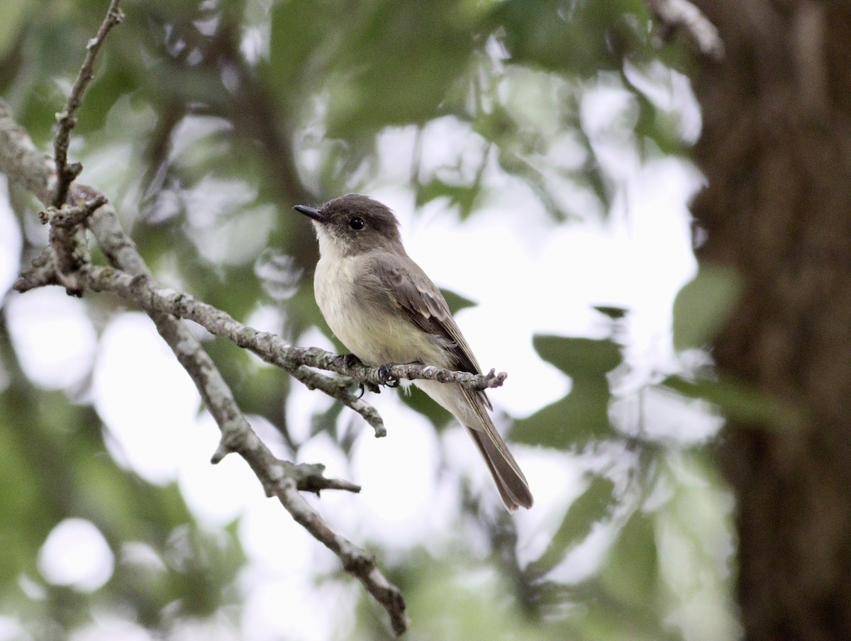 Eastern Phoebe - ML620708734