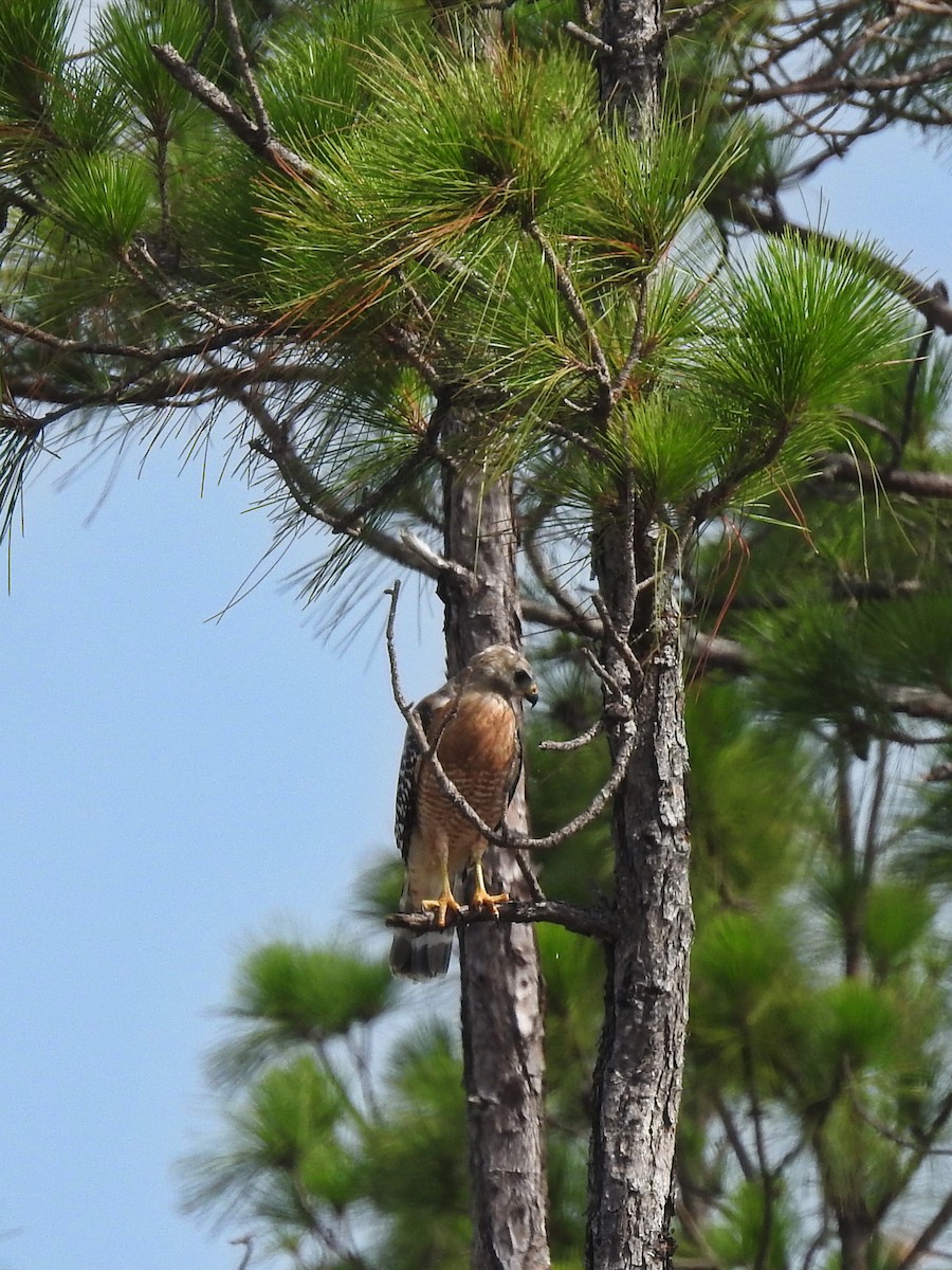 Red-shouldered Hawk - ML620708735