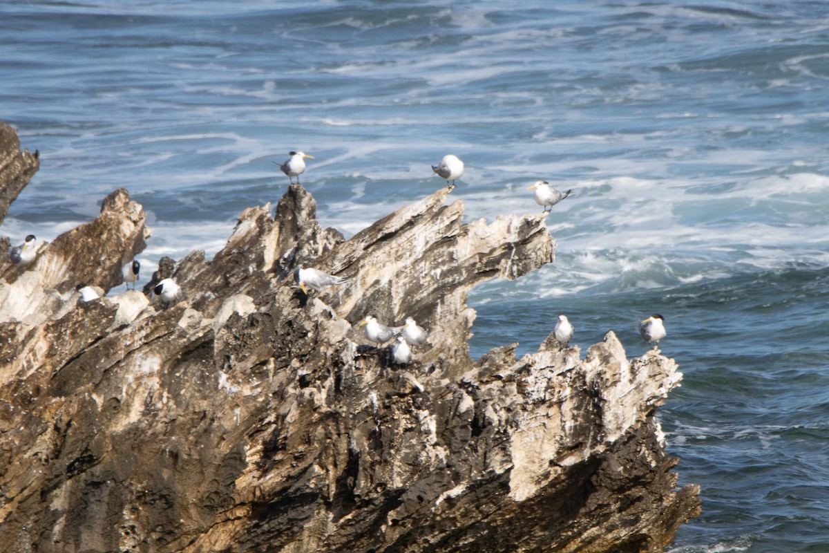 Great Crested Tern - ML620708739