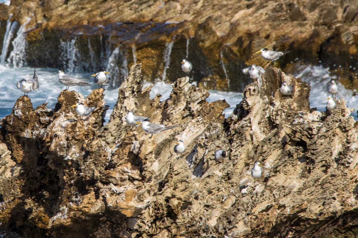 Great Crested Tern - ML620708740