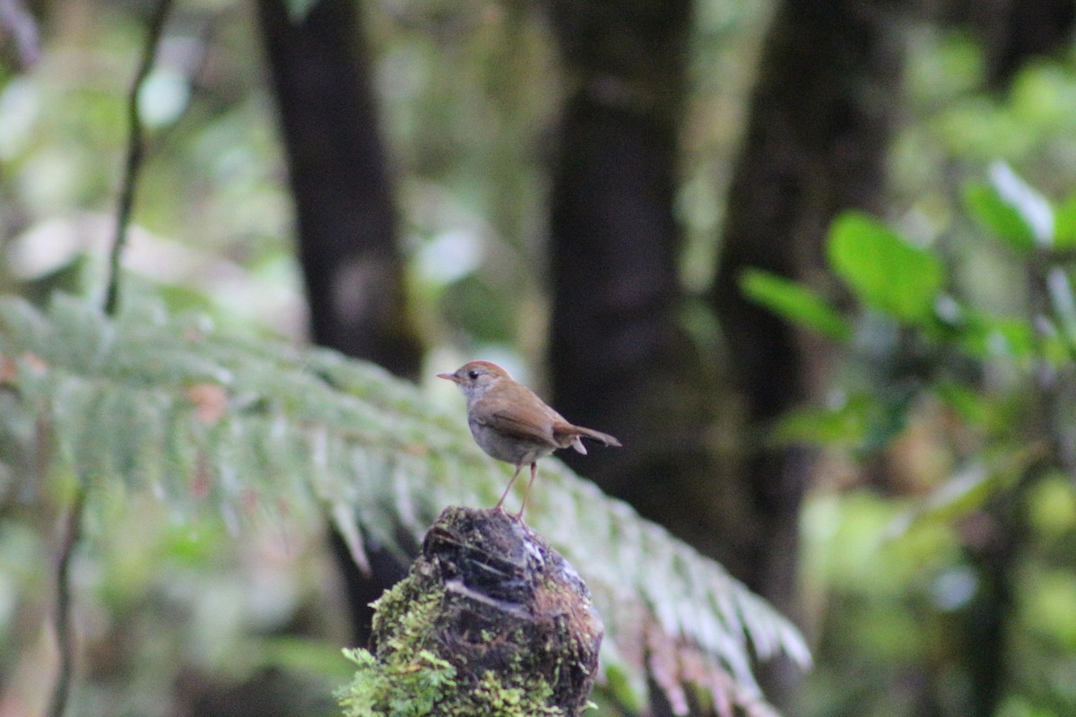 Ruddy-capped Nightingale-Thrush - ML620708747