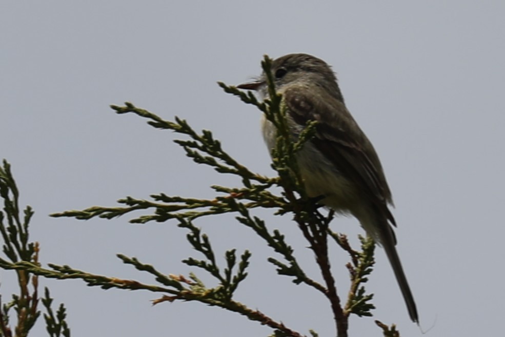 Dusky Flycatcher - ML620708748