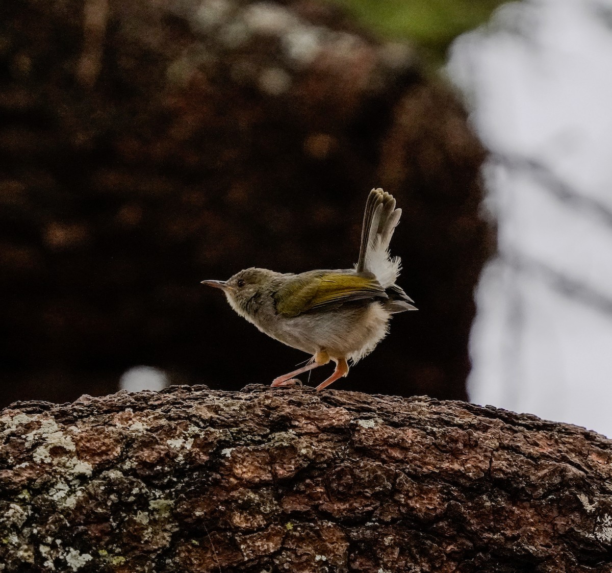 Green-backed Camaroptera - ML620708757