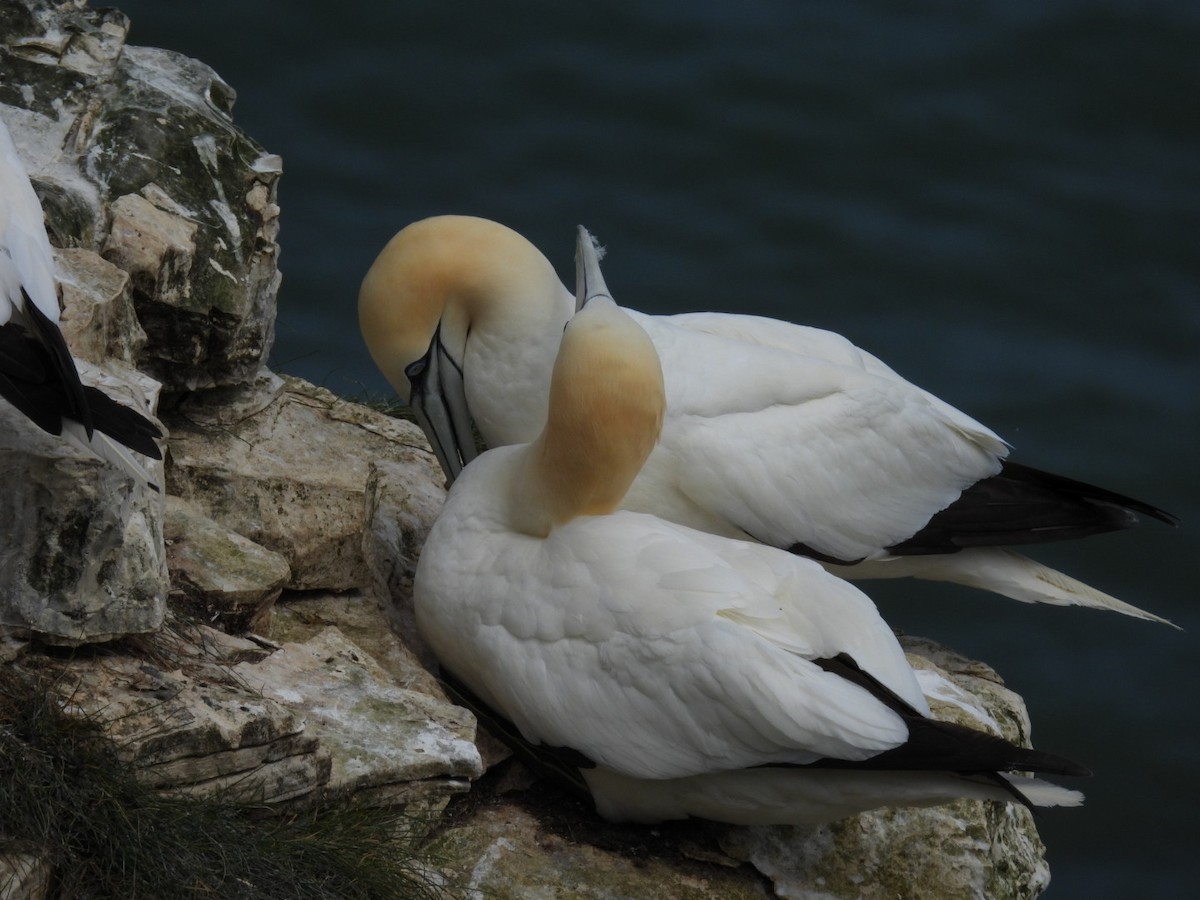 Northern Gannet - ML620708760