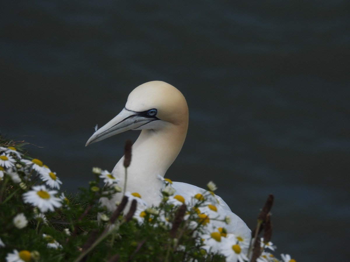 Northern Gannet - ML620708761