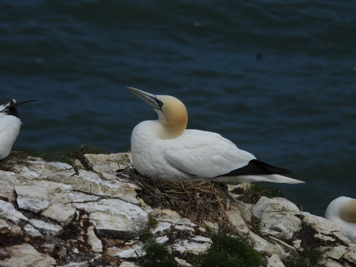 Northern Gannet - ML620708762