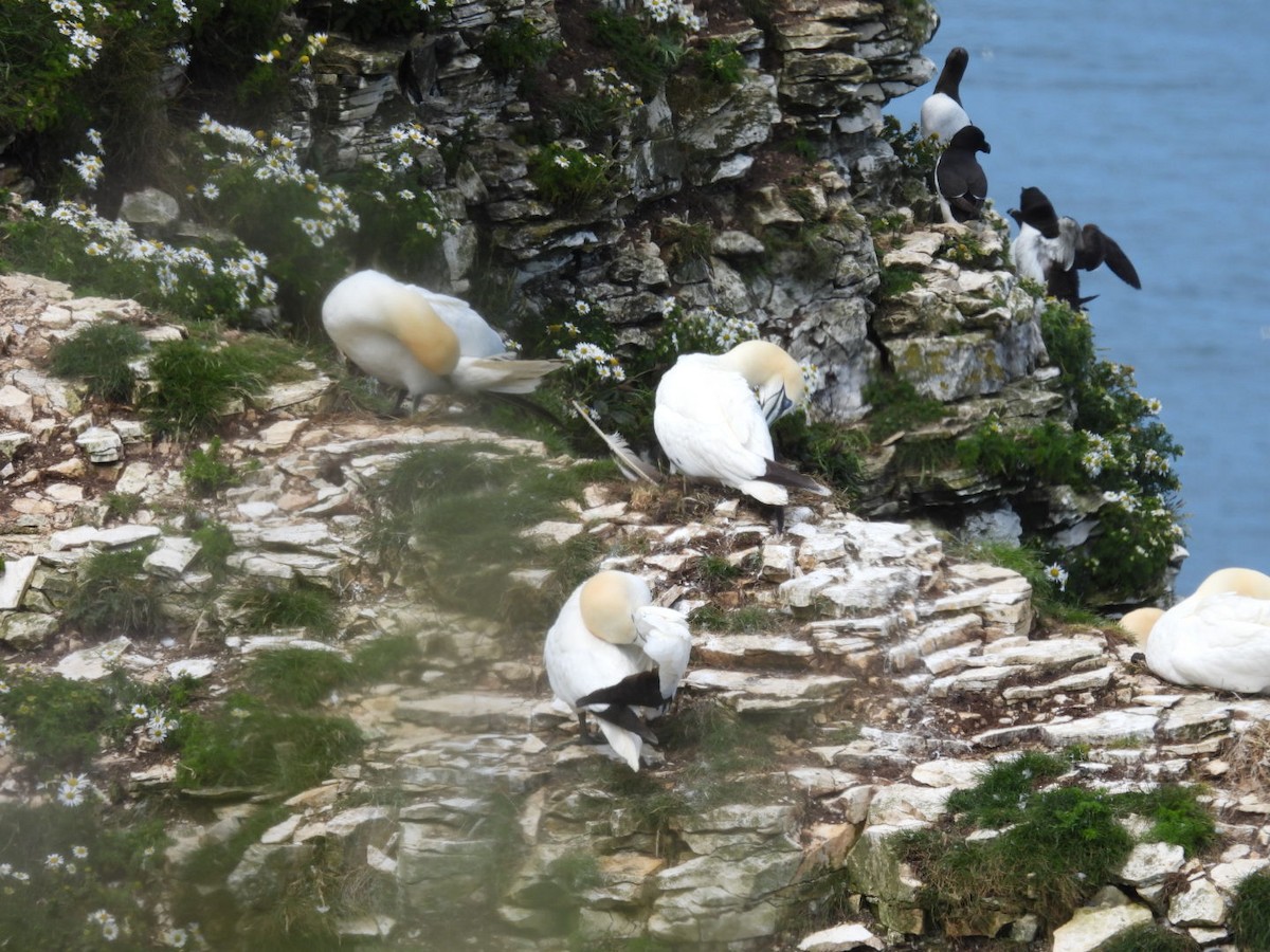 Northern Gannet - ML620708763